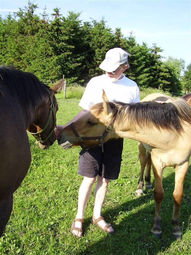 Hestene på Rørmosegård i Ishøj. - Sandy, Guy & far Knud billede 33