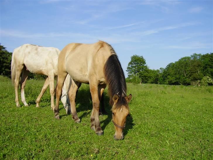 Hestene på Rørmosegård i Ishøj. - Golden Guy (Krestine A´s plag) billede 34