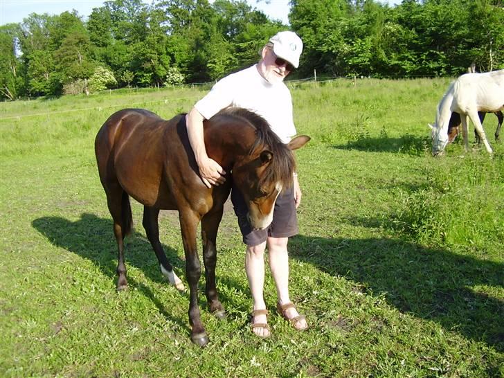 Hestene på Rørmosegård i Ishøj. - Geiger & far billede 35