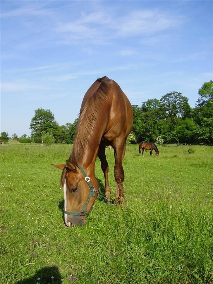 Hestene på Rørmosegård i Ishøj. - Raschal billede 36