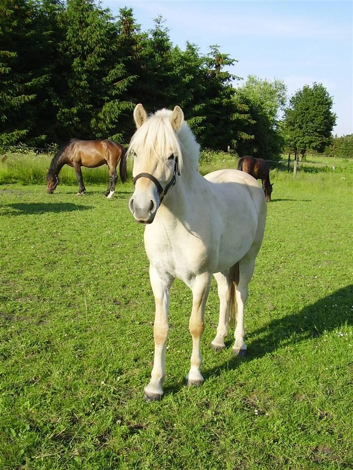 Hestene på Rørmosegård i Ishøj. - Smukke Lyrik (Charlotte A´s pony) billede 37
