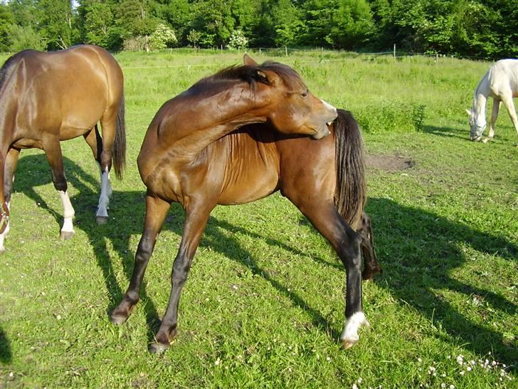 Hestene på Rørmosegård i Ishøj. - Geiger billede 38