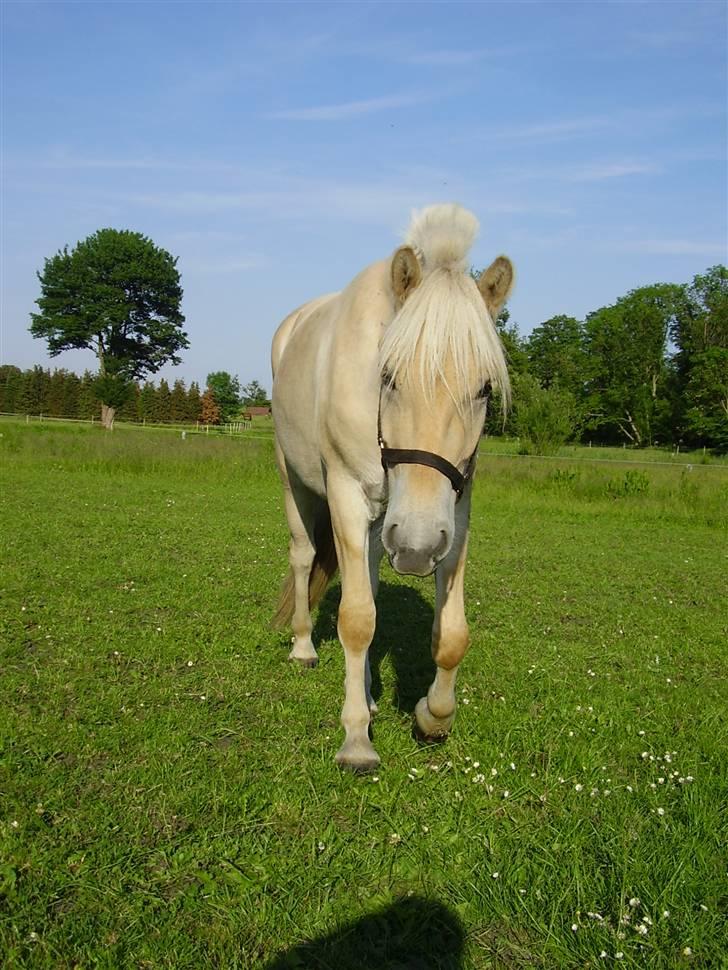 Hestene på Rørmosegård i Ishøj. - Lyrik billede 39