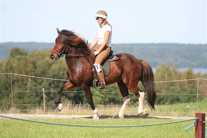 Søde heste billede 10