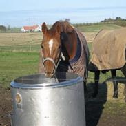 Blandet med smukke venus 