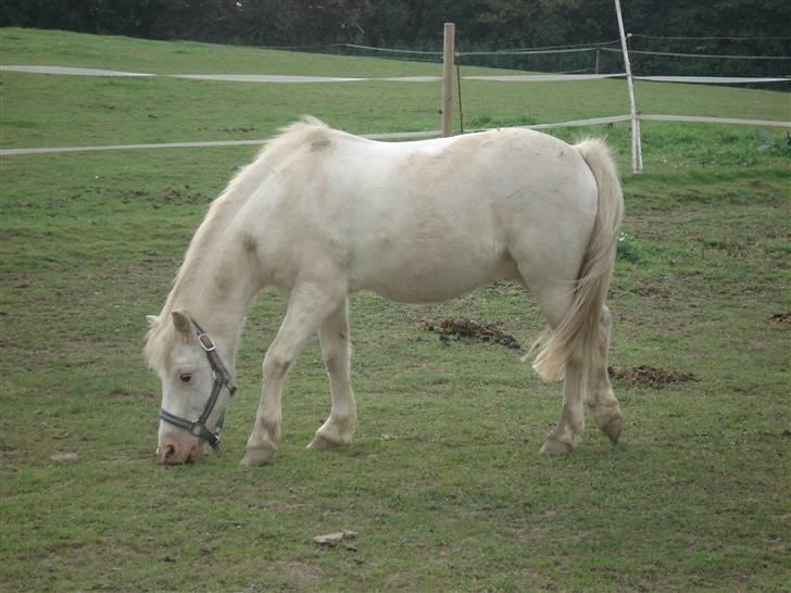 De dejlige heste fra Malling Rideklub - Hjalte - Også kaldet Mini Milton, da han er en super springpony billede 3