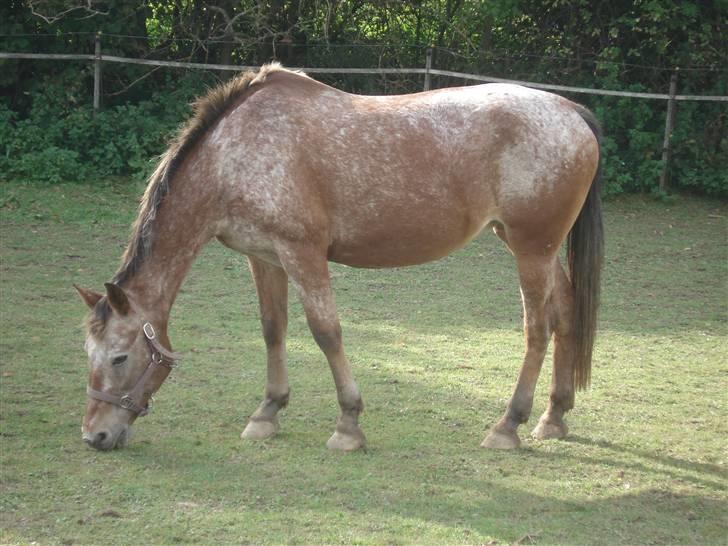 De dejlige heste fra Malling Rideklub - Salé - Min gamle dressur og springpony. Hun er en rigtig lækkerbidsken! billede 7