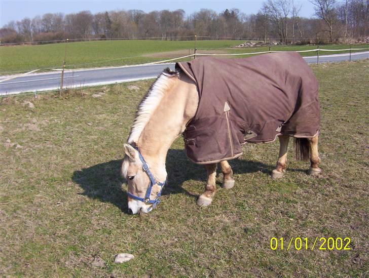De dejlige heste fra Malling Rideklub - Trøffel - Alles yndling. Gik desværre bort i 2008, men vi glemmer hende aldrig! billede 19