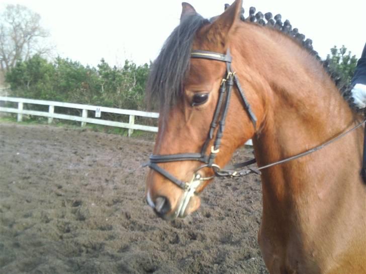 Sophie og Victoria LC1 i Dolmer Rideklub - Hun ser lidt utilfreds ud, men hun var så sød og cool. billede 2