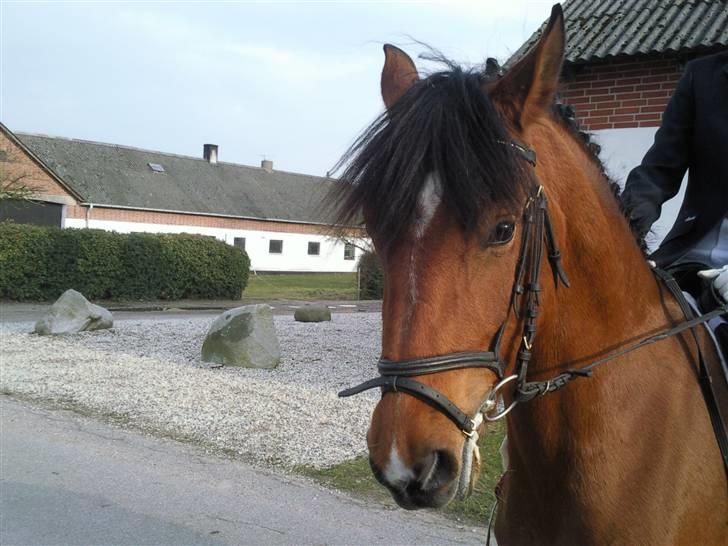 Sophie og Victoria LC1 i Dolmer Rideklub - Fine Victoria billede 3