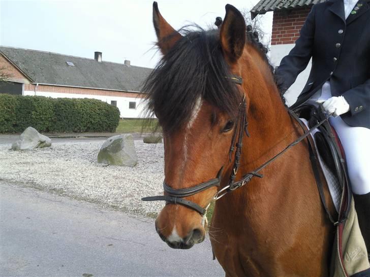 Sophie og Victoria LC1 i Dolmer Rideklub - Gå til biddet kan vi også billede 4