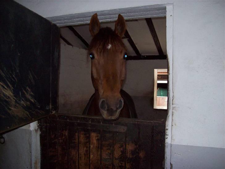 Billeder fra Tyskland - Fairbanks. En super dejlig dressurhest fra Tyskland. Han er flere gange S-placeret. billede 1