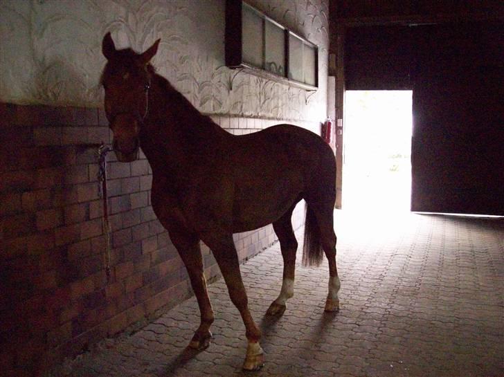 Billeder fra Tyskland - Igen... billede 4