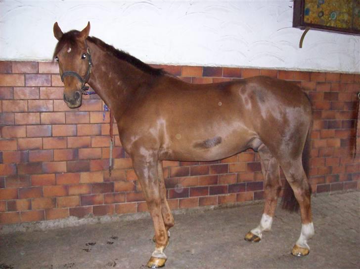 Billeder fra Tyskland - Fairbanks også kendt under navnet Ferbie. billede 5