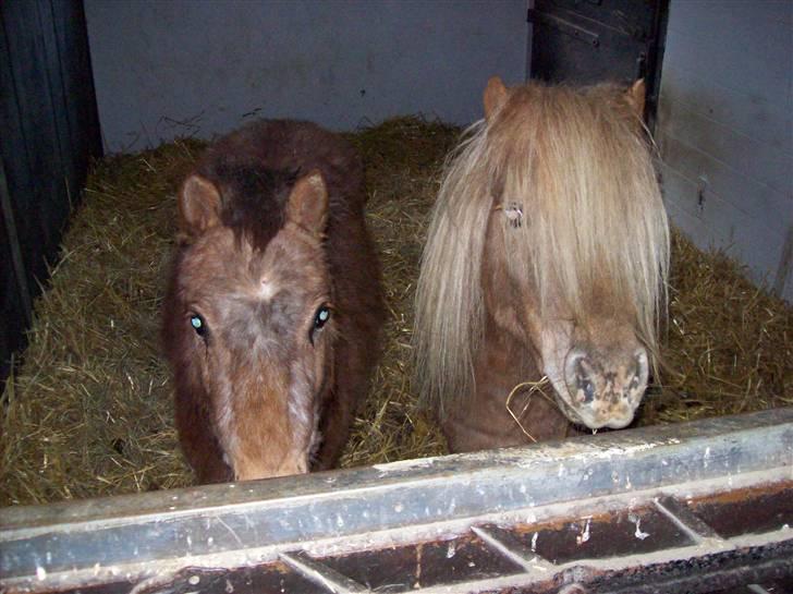 Billeder fra Tyskland - Wilhelm og Wilhelmine (De er opkaldet efter Chefen og ernormt frække) billede 10