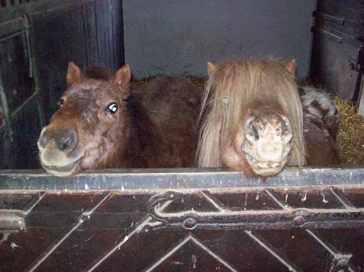 Billeder fra Tyskland - Wilhelm er ham med alt håret og den uden er Wilhelmine. billede 11