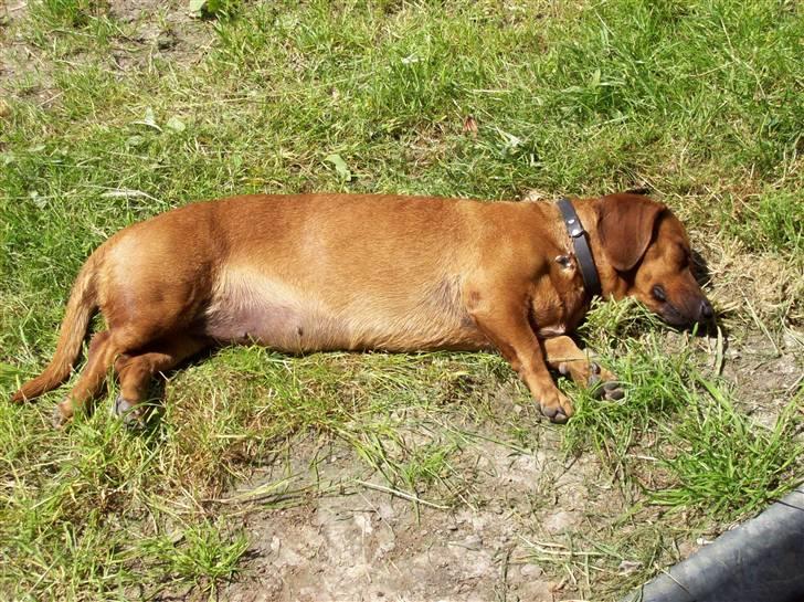 Billeder fra Tyskland - Mulle elsker at solbade. billede 14