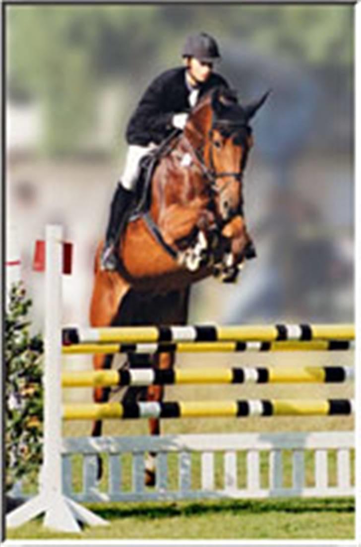 Billeder fra Tyskland - Lacaruna en af hestene jeg red på. Her ses han til stævne. billede 17