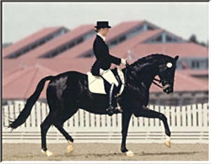 Billeder fra Tyskland - Stjernen i stalden. Herr Zegers' S-hest. Han har vundet 20 S-klasser på to sommer sæsoner og er blevet nr- to og tre et utal af gange. billede 18