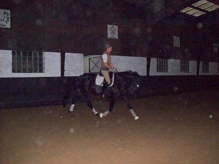 Billeder fra Tyskland - Tamara de Voogd. Min kollega og rigtig gode ven. Hun er blevet færdig med sin uddannelse og arbejde i en god tysk dressutstald. billede 21