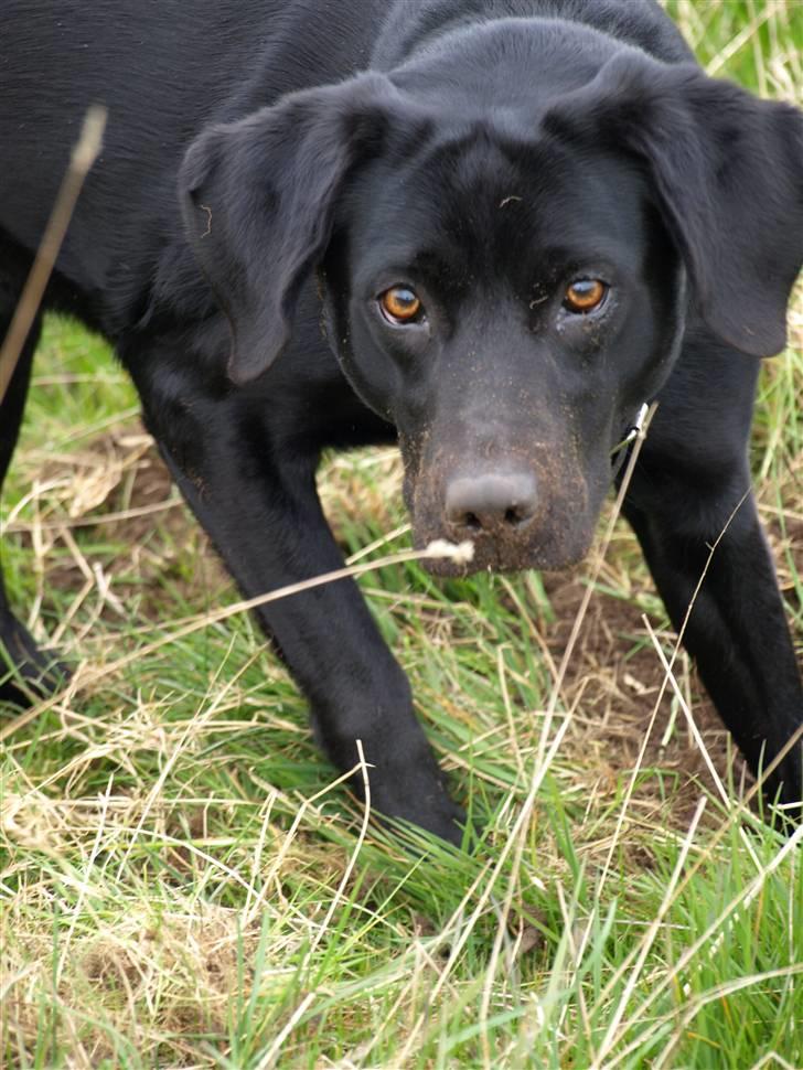 Vores fantastiske dyr :D - Vores dejlige hund Lady :) billede 1