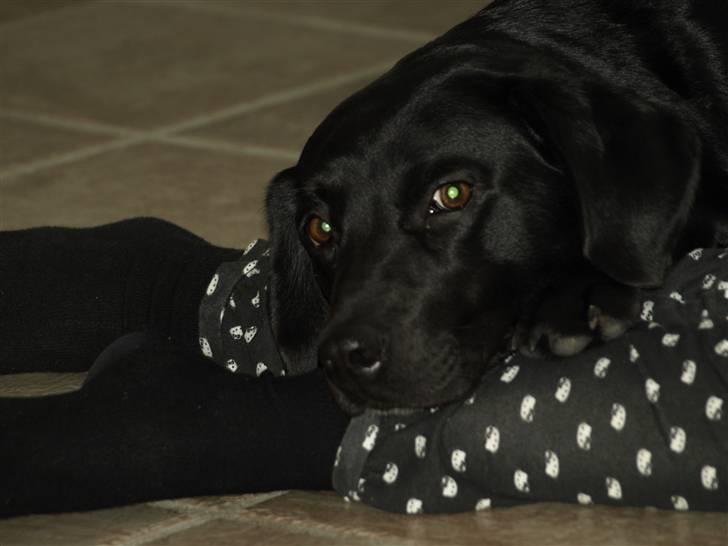 Vores fantastiske dyr :D billede 2