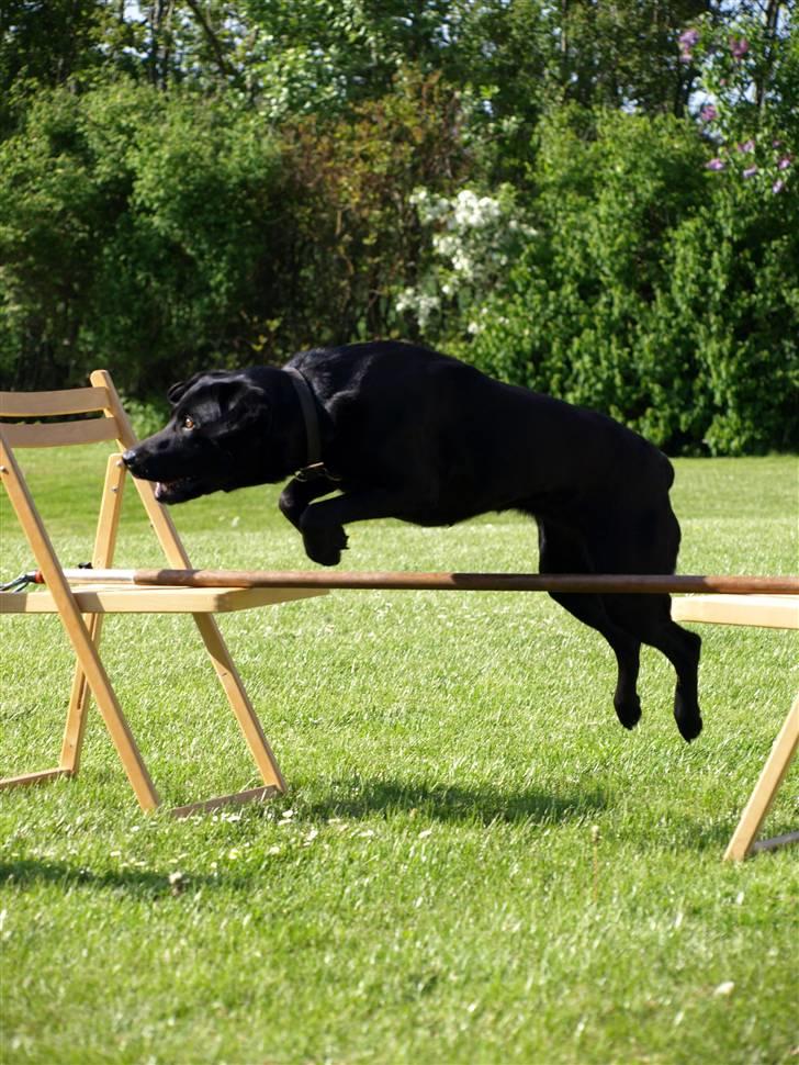 Vores fantastiske dyr :D billede 3