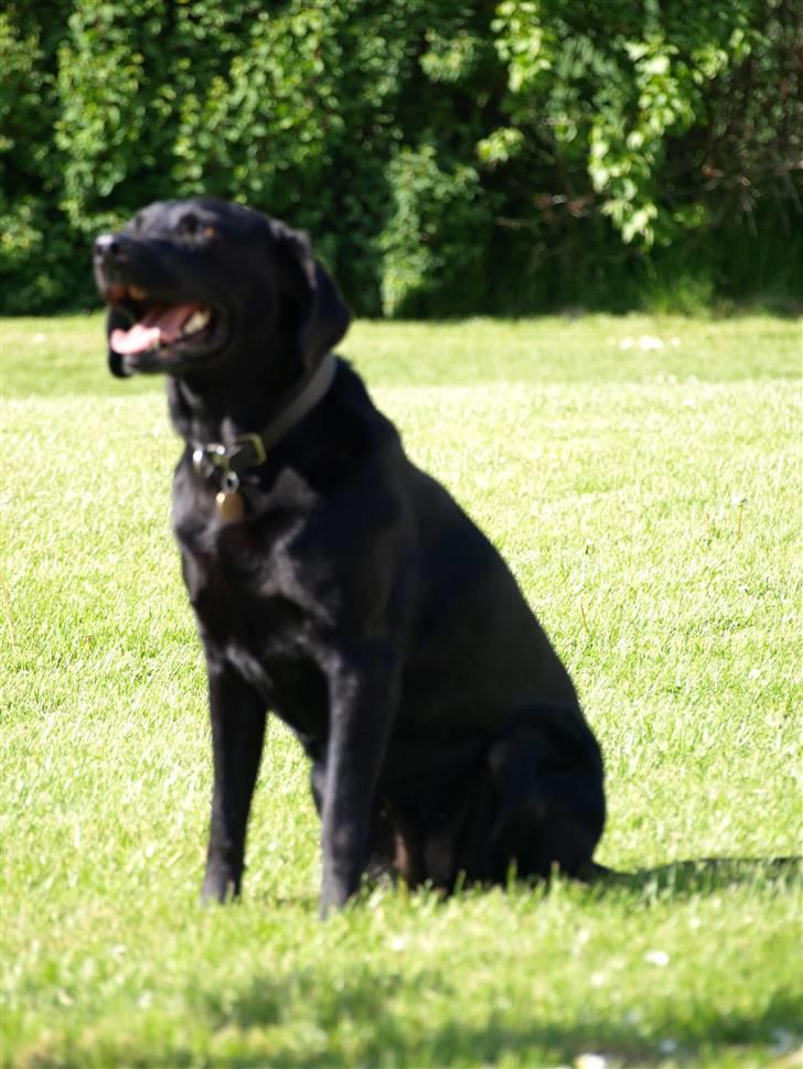 Vores fantastiske dyr :D billede 4