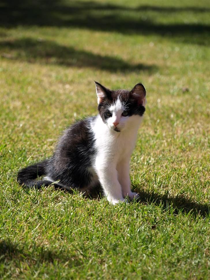 Vores fantastiske dyr :D - Pjævs :) billede 6