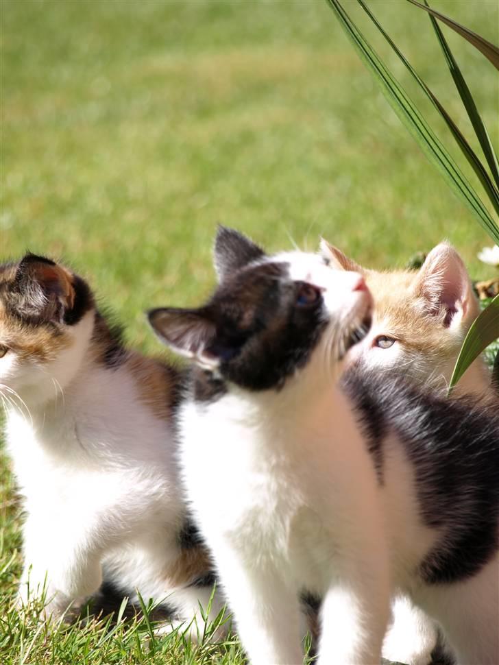 Vores fantastiske dyr :D billede 7