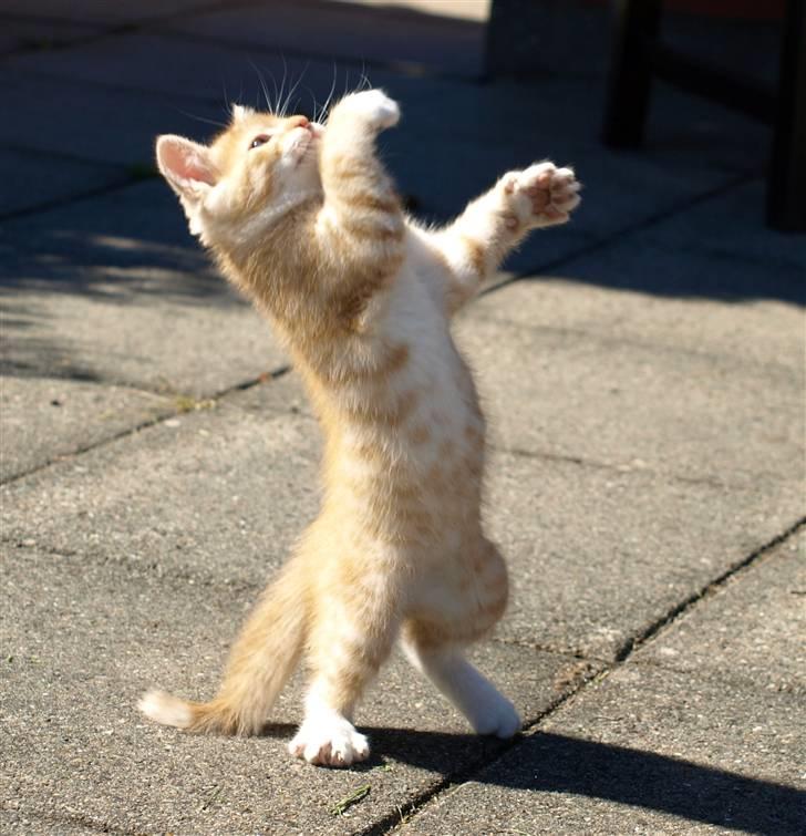 Vores fantastiske dyr :D - Mongo :) billede 8