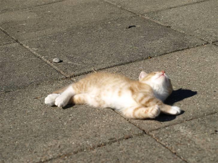 Vores fantastiske dyr :D billede 9