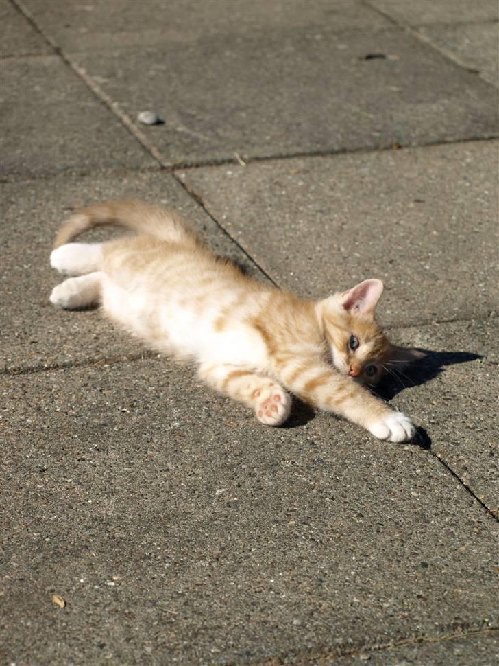 Vores fantastiske dyr :D billede 10