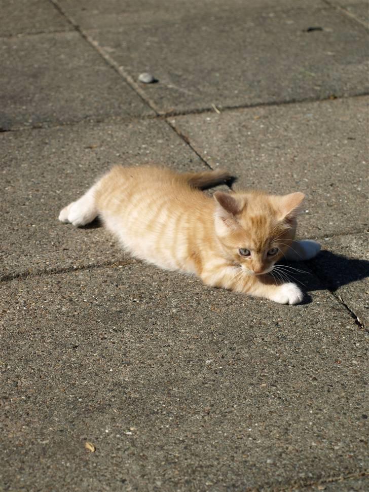 Vores fantastiske dyr :D billede 11