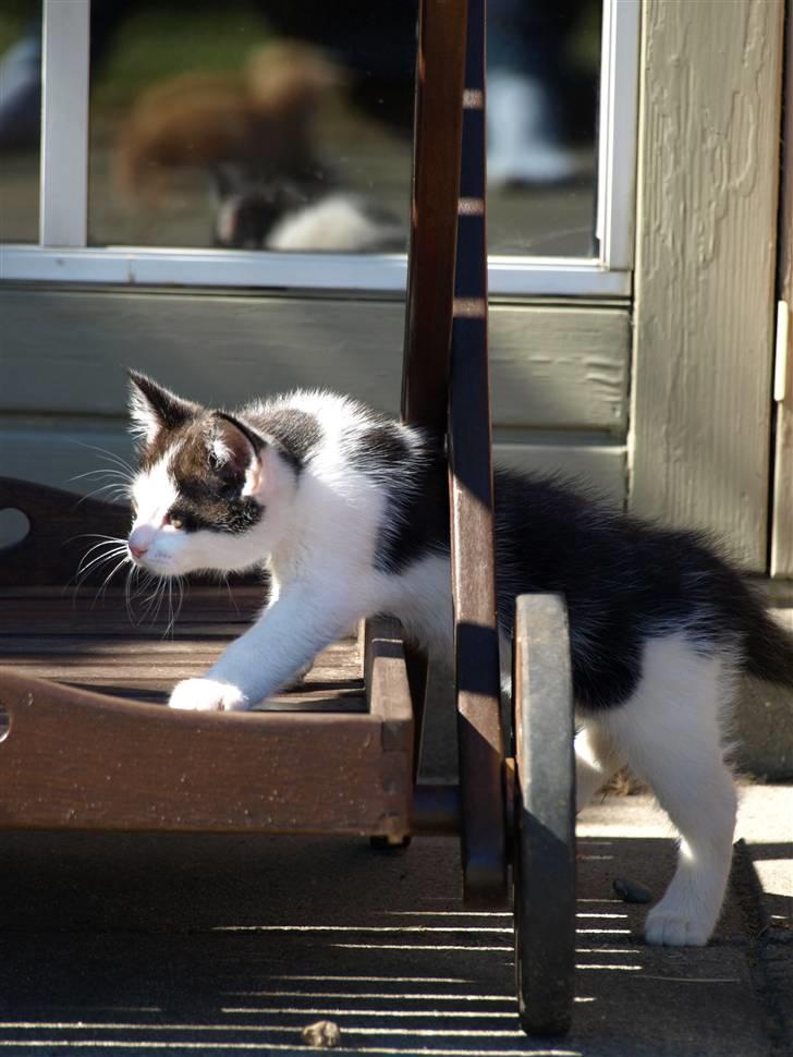 Vores fantastiske dyr :D billede 12