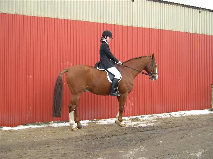 Billeder af Ponyer & Heste - Super Sam
Sam var en super hest, dog var dressuren ikke hans stærke side, men han gik et par LB1 og LB2 med mig. og hans gangarter er heller ikke hvad de har været. Sam er i dag død, fordi han ikke kunne holde til så meget mere.. billede 2