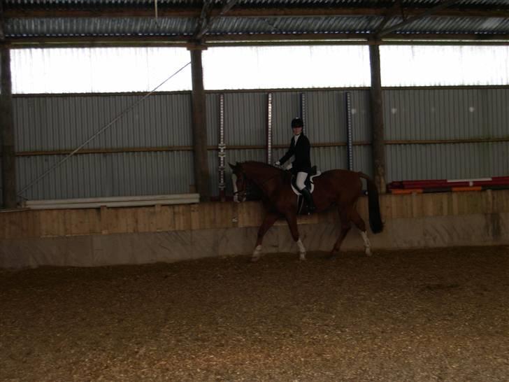 Billeder af Ponyer & Heste - Super Sam
 billede 3