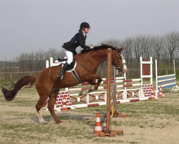 Billeder af Ponyer & Heste - Sam var utrolig glad når han kom på en springbane, lyser han helt op. 
Han var ikke den nemmste hest at ride, men hvem er det??? billede 4