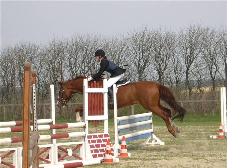 Billeder af Ponyer & Heste - Sam sprang over alle Spring og der var sjælden vi ikke kom hjem med en første plads.. billede 5