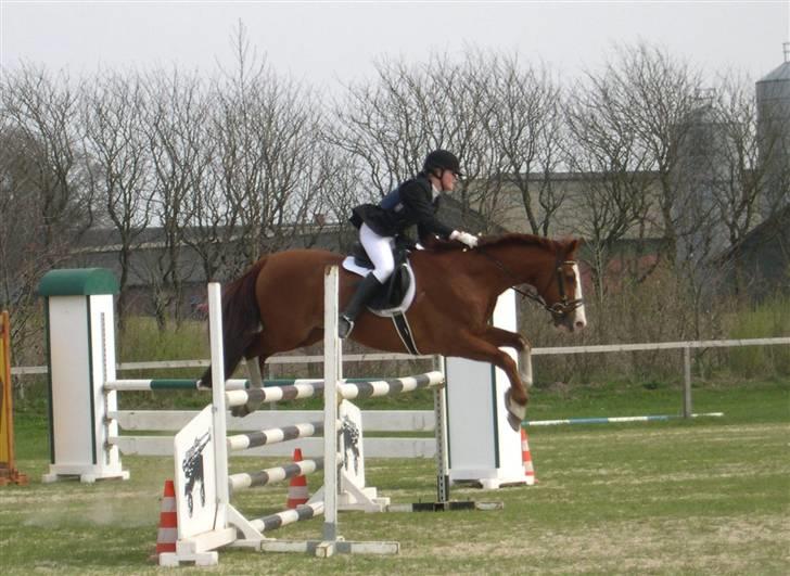 Billeder af Ponyer & Heste - Vi sprang kun LC og LB pga. hans alder, dog enkelte La'er til finaler. Men han var god pga. hans store rutine. billede 6