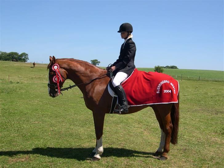 Billeder af Ponyer & Heste - Det ene År jeg red på Sam Vandt jeg igen bjerringbro bymester i springning for hest billede 7