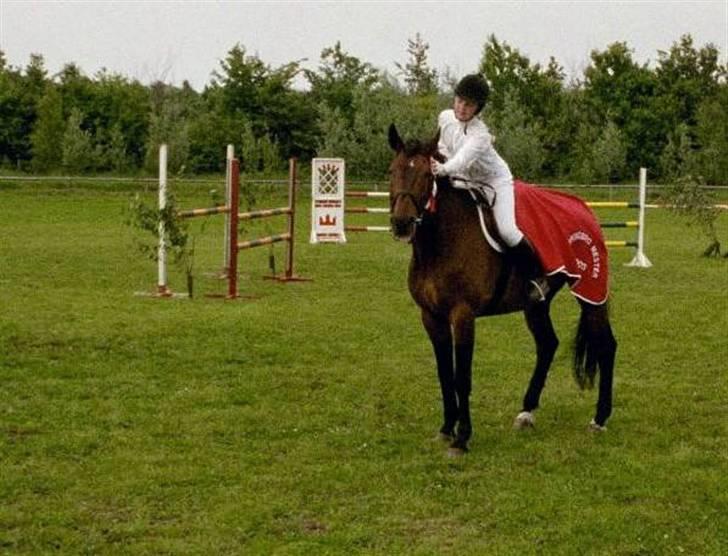 Billeder af Ponyer & Heste - Rebell var den første Hest jeg fik part på, og han var utrolig god på springbanen. Det højeste han kunne springe, var en LB og en meget lille LA pga. hans alder. Hans gangarter var heller ikke hvad de har været, men det var jo heller ikke dressur vi startede så det var jo egentlig lidt ligemeget.. billede 10