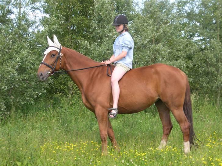 Billeder af Ponyer & Heste - Tosca var en rigtig baby selv om hun var over de 7 år, men det gik heldigvis væk. Hun elsker at spring og har en enorm kapillitet. Men desværre kunne vi ikke samme på en springbane. Så det blev til en del skovture i stedet som hun derimod var utrolig glad ved. Hun var meget sikker og ikke bange for noget eller nogle.. billede 12