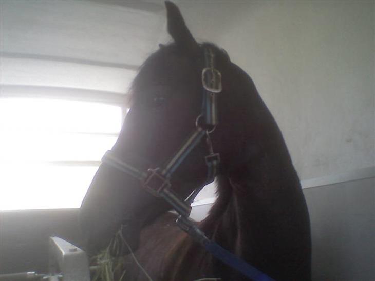 {{currentPhoto.altText}} billede {{currentPhoto.number}}