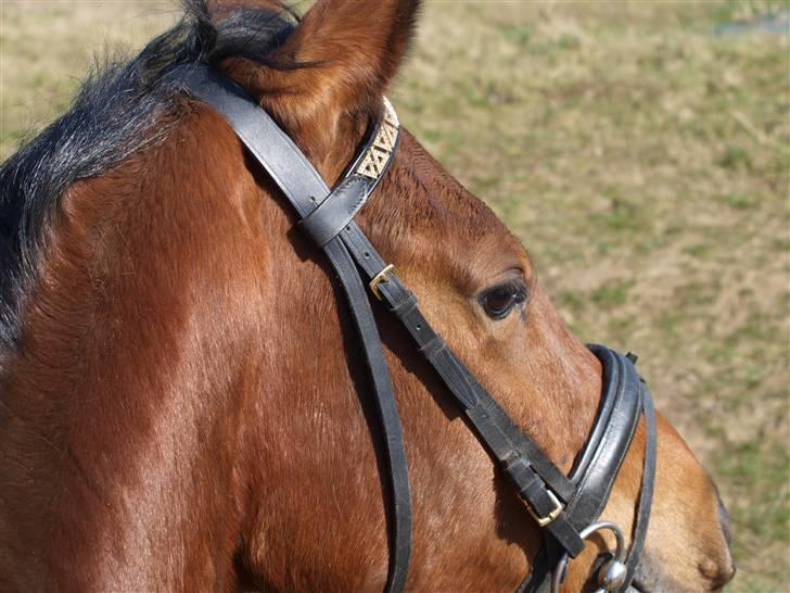  Min tid med Bansam <3 - 3 april 2009 
Madonna og Bansam på eventyr billede 5