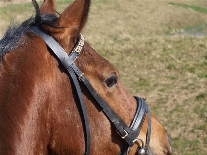  Min tid med Bansam <3 - 3 april 2009 
Madonna og Bansam på eventyr billede 4