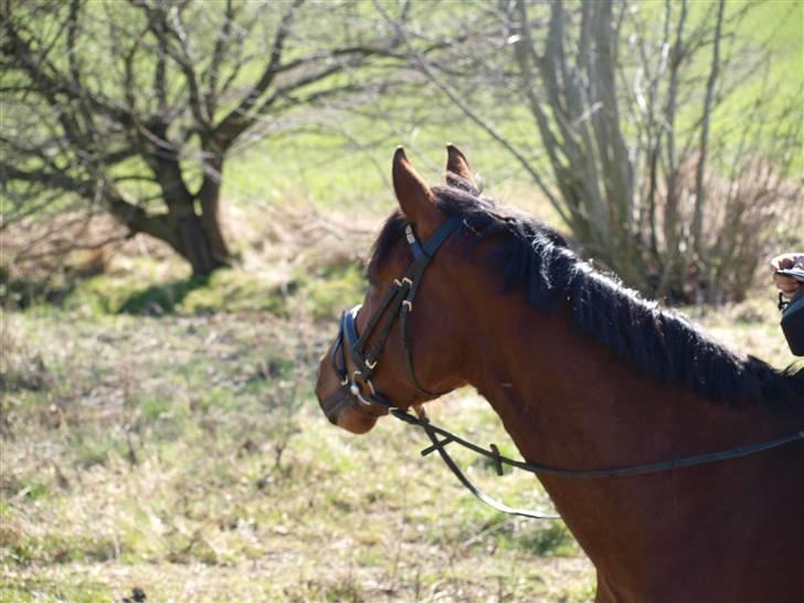  Min tid med Bansam <3 - 3 april 2009 
Madonna og Bansam på eventyr billede 3