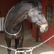 Træning v. Møllesøen