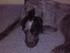 Min hund