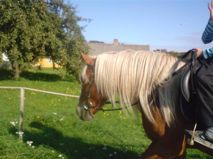 Søde partner billede 24